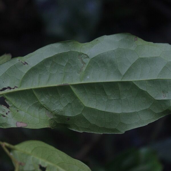 Drypetes polyantha Folio