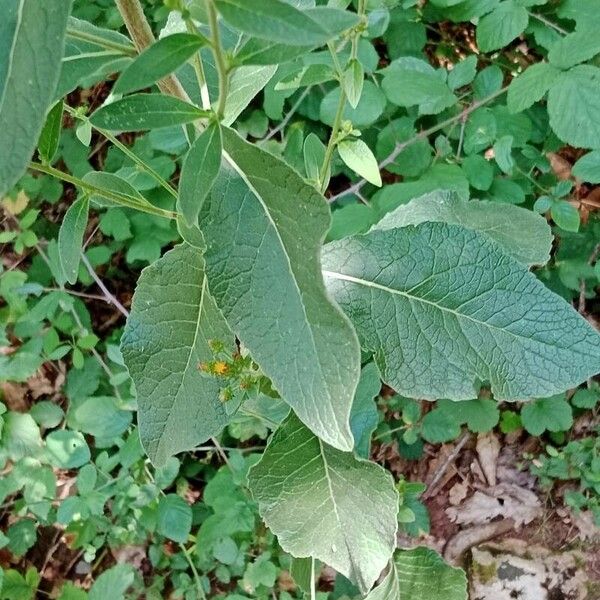 Pentanema squarrosum पत्ता