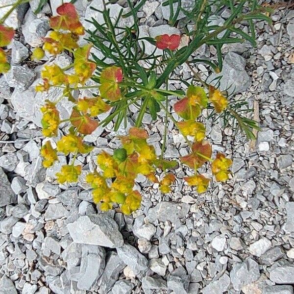 Euphorbia cyparissias Lorea