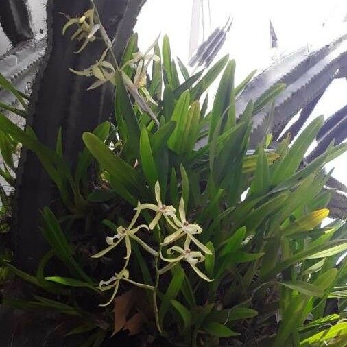 Crinum americanum موطن