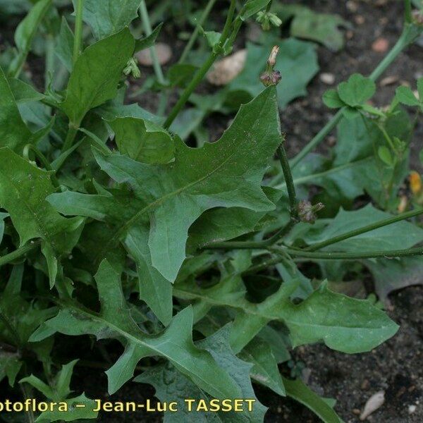 Crepis zacintha Hoja