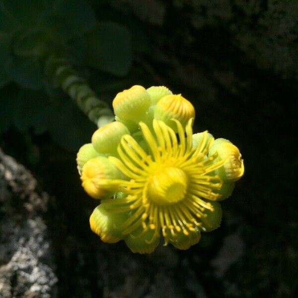 Aeonium aureum Kvet