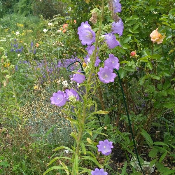 Campanula speciosa Fleur