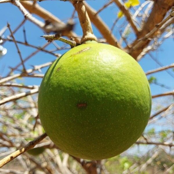 Strychnos spinosa Fruit