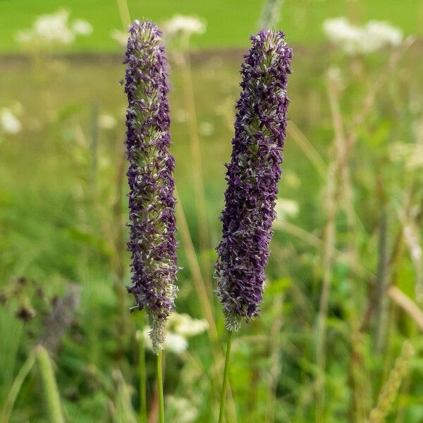 Phleum pratense Λουλούδι