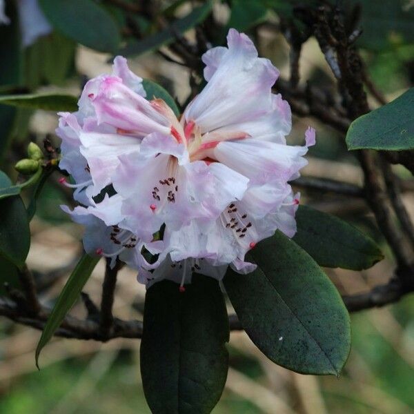 Rhododendron praevernum Kvet