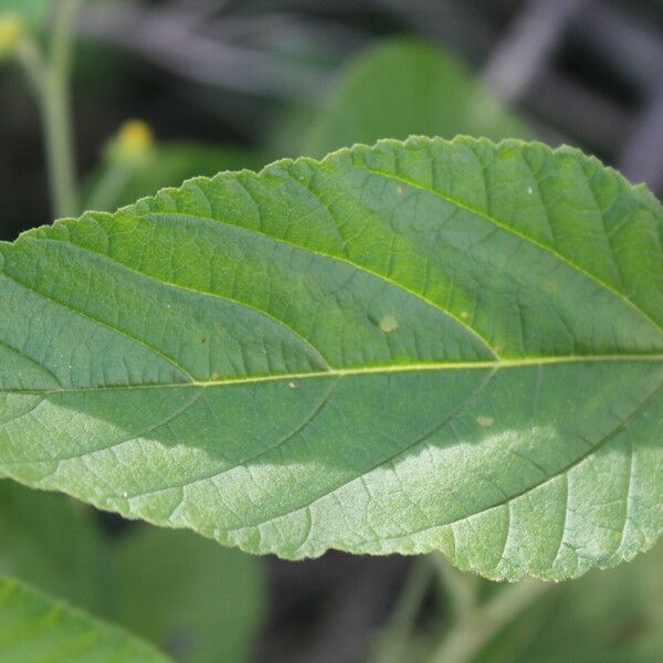 Waltheria glomerata List