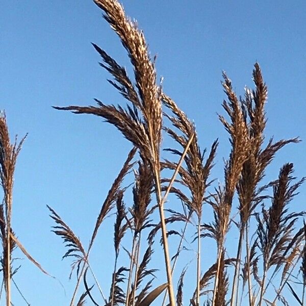 Phragmites australis Õis