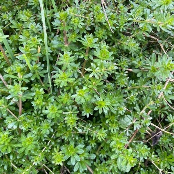 Galium mollugo Blatt