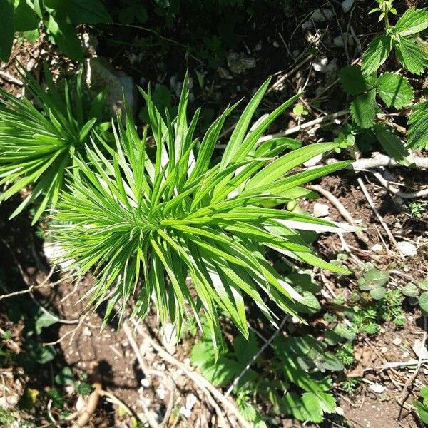 Lilium pyrenaicum Leaf