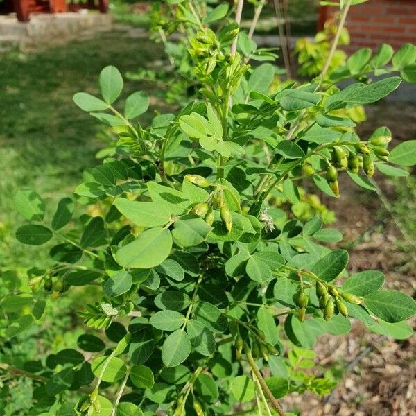 Colutea arborescens 葉