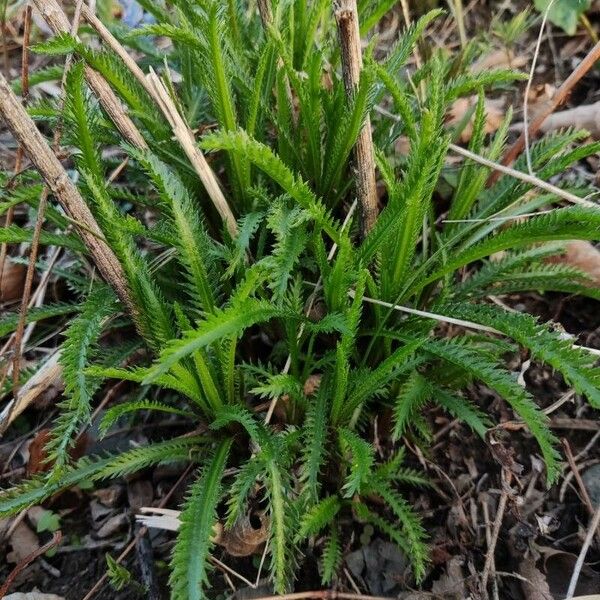 Achillea alpina Pokrój