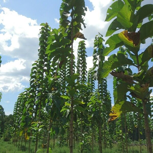 Tectona grandis Habit