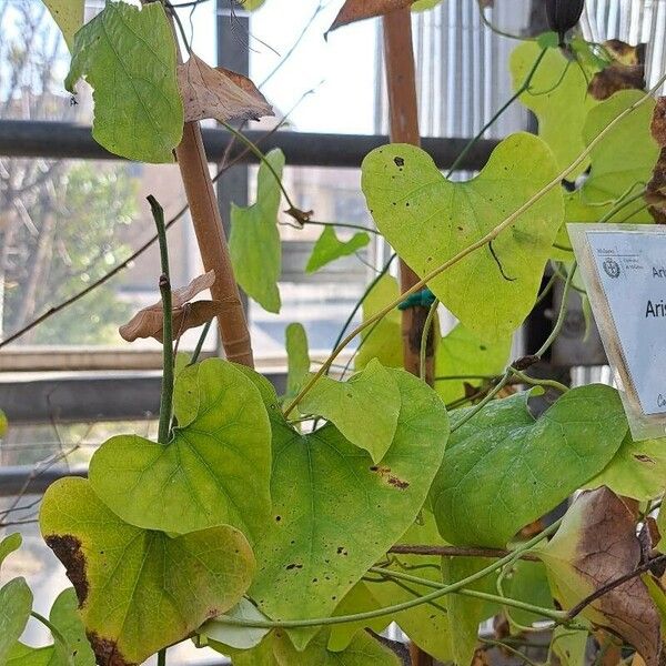 Aristolochia littoralis Levél