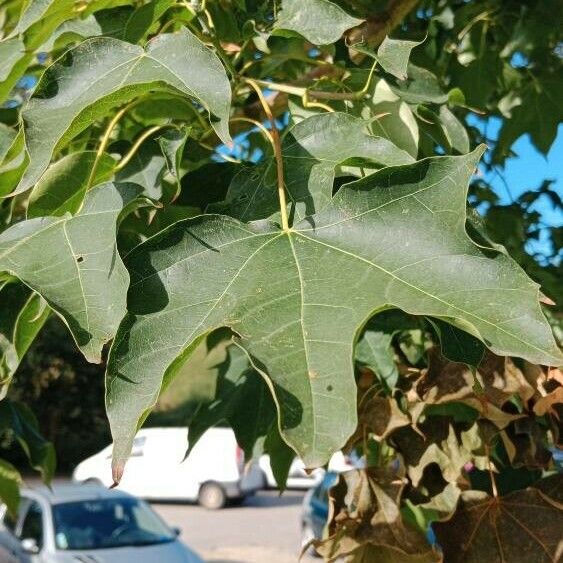 Acer cappadocicum Ліст