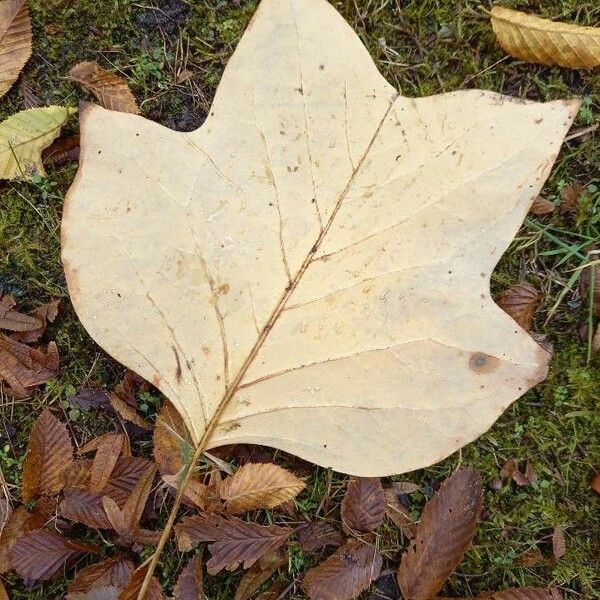 Liriodendron tulipifera 葉