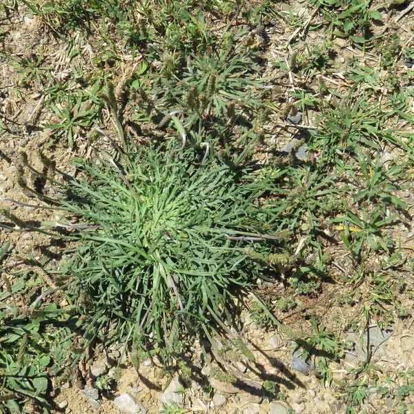 Plantago coronopus Fulla