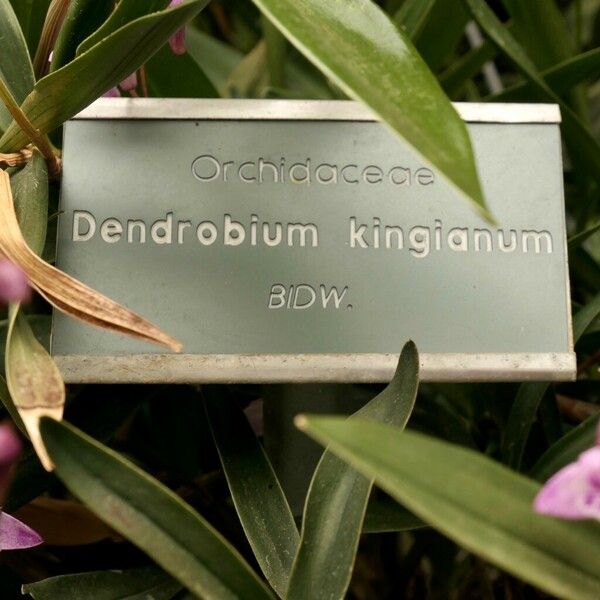Dendrobium kingianum 其他