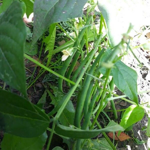 Phaseolus vulgaris ഫലം