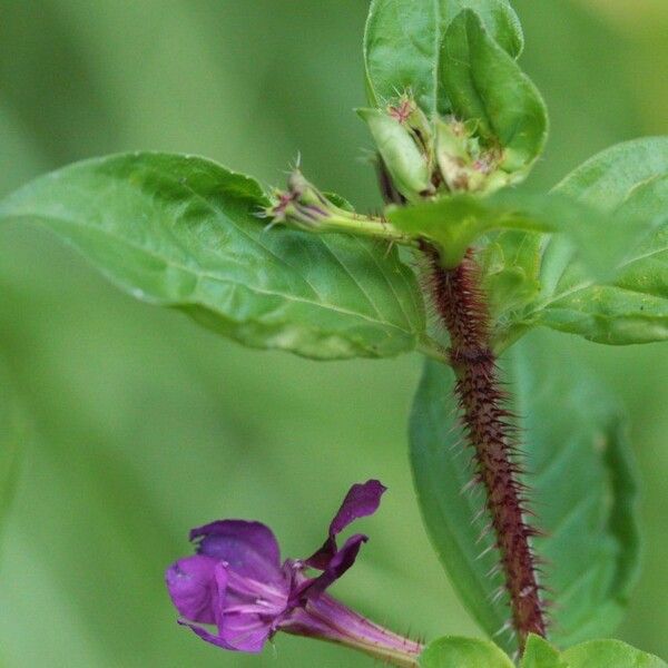 Cuphea aspera Flower