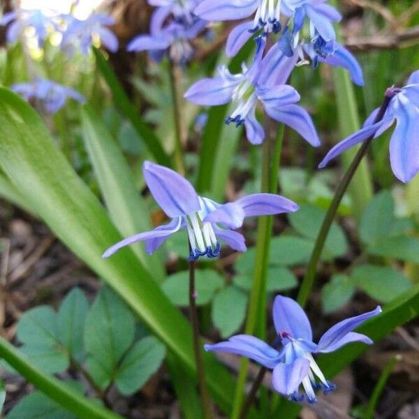 Scilla bifolia Žiedas