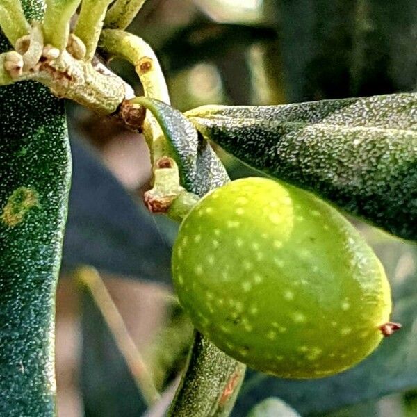 Olea europaea Vaisius