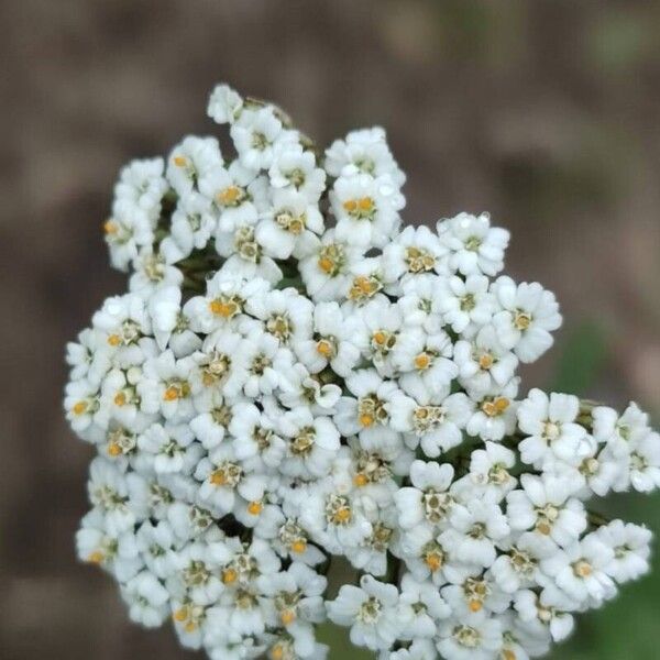 Achillea ligustica Flower