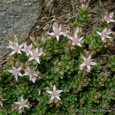 Sedum niveum Blüte