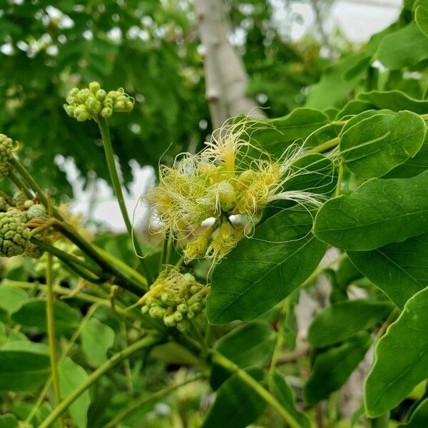 Cassia abbreviata Flower