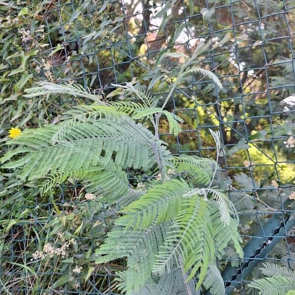 Acacia dealbata Foglia