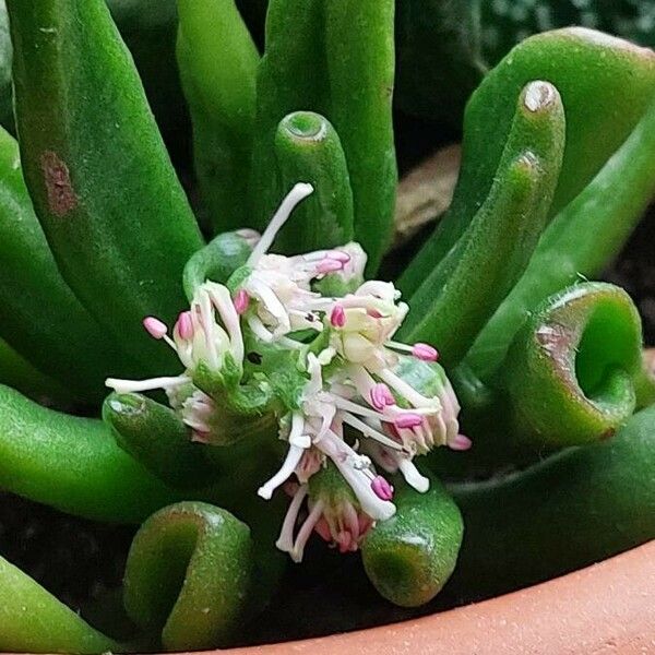 Crassula ovata Квітка