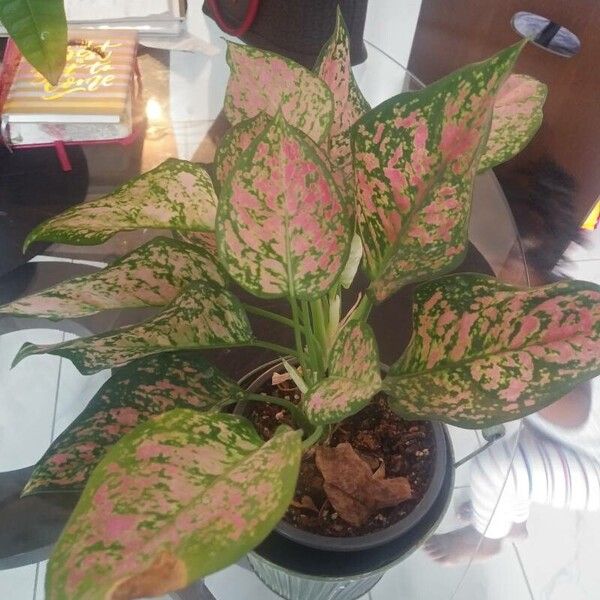 Aglaonema commutatum List