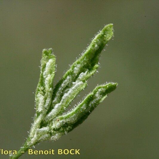 Asplenium seelosii Folha