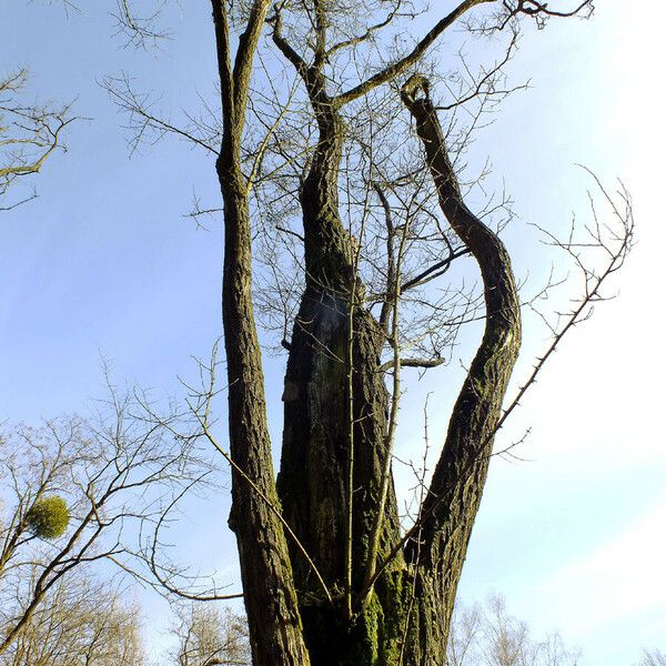 Robinia pseudoacacia Pokrój