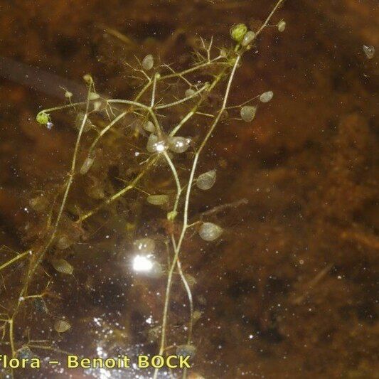 Utricularia ochroleuca Habitus