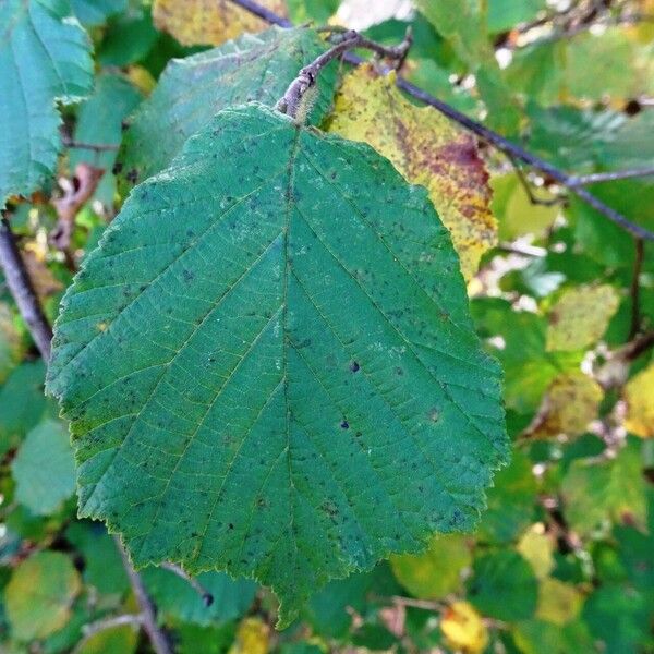 Corylus avellana Folio