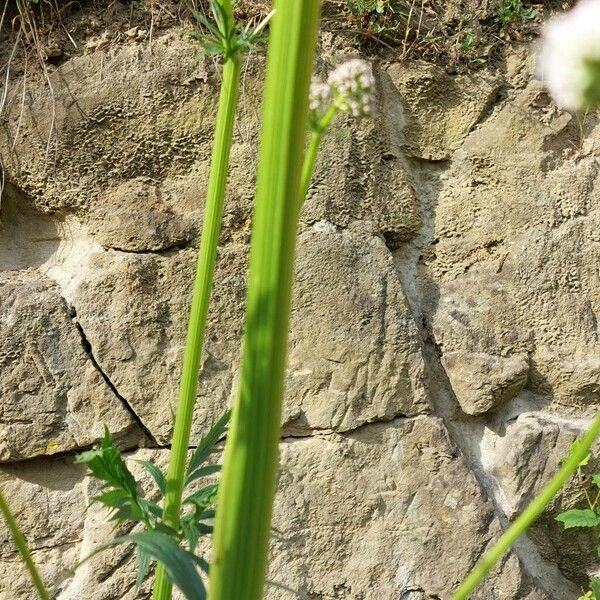 Valeriana officinalis Corteccia