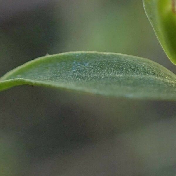 Linum grandiflorum Leaf