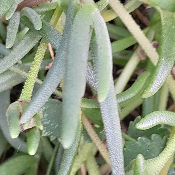 Delosperma cooperi Levél