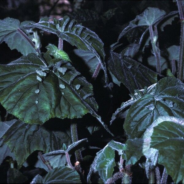 Begonia hispida Kéreg