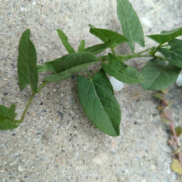 Convolvulus arvensis Fuelha