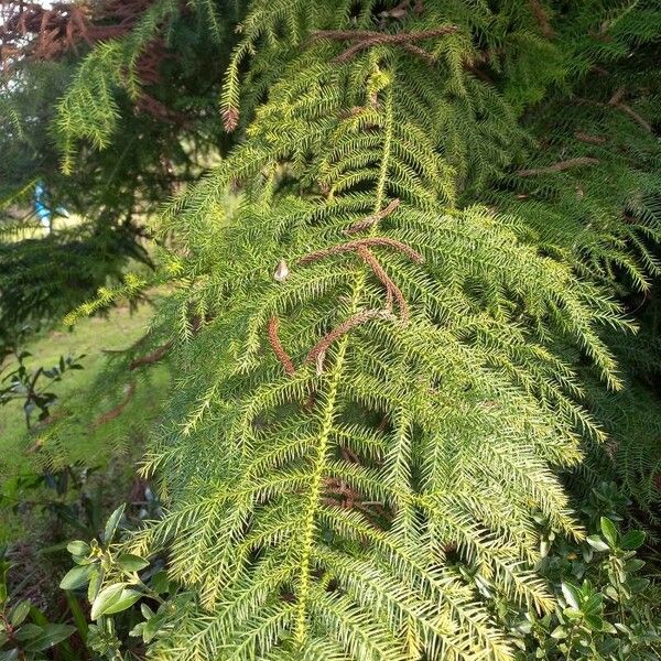 Araucaria heterophylla Leaf