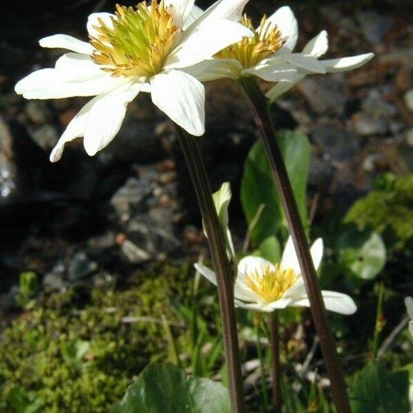 Caltha leptosepala 花