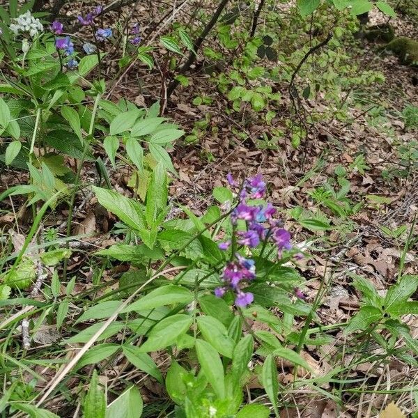 Lathyrus vernus 形態