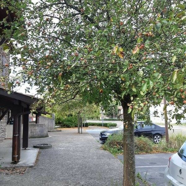 Malus sylvestris Habit