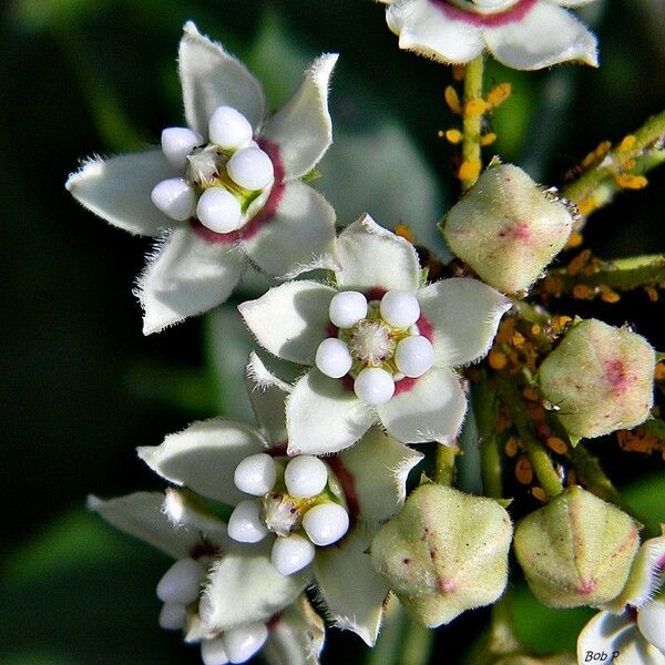 Funastrum clausum Flower