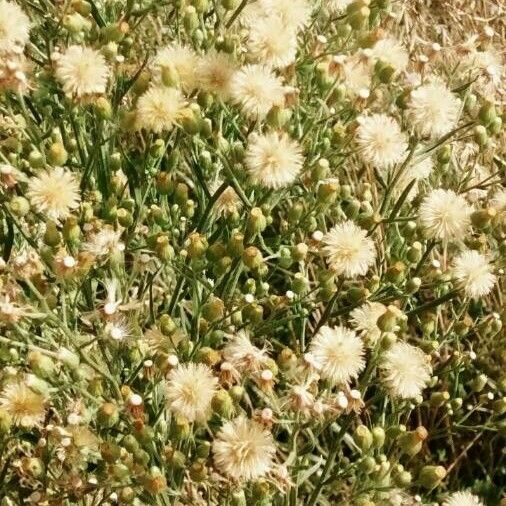 Erigeron sumatrensis ᱡᱚ