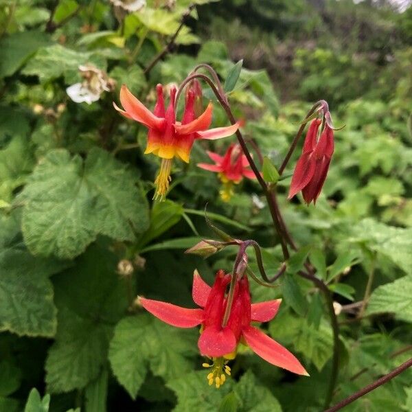 Aquilegia formosa Cvet