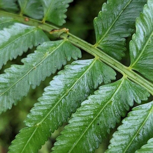 Asplenium harpeodes Leaf