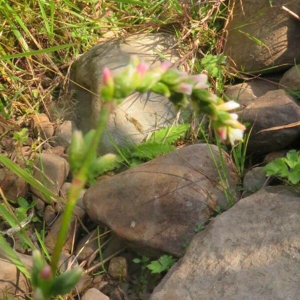 Persicaria minor Fleur